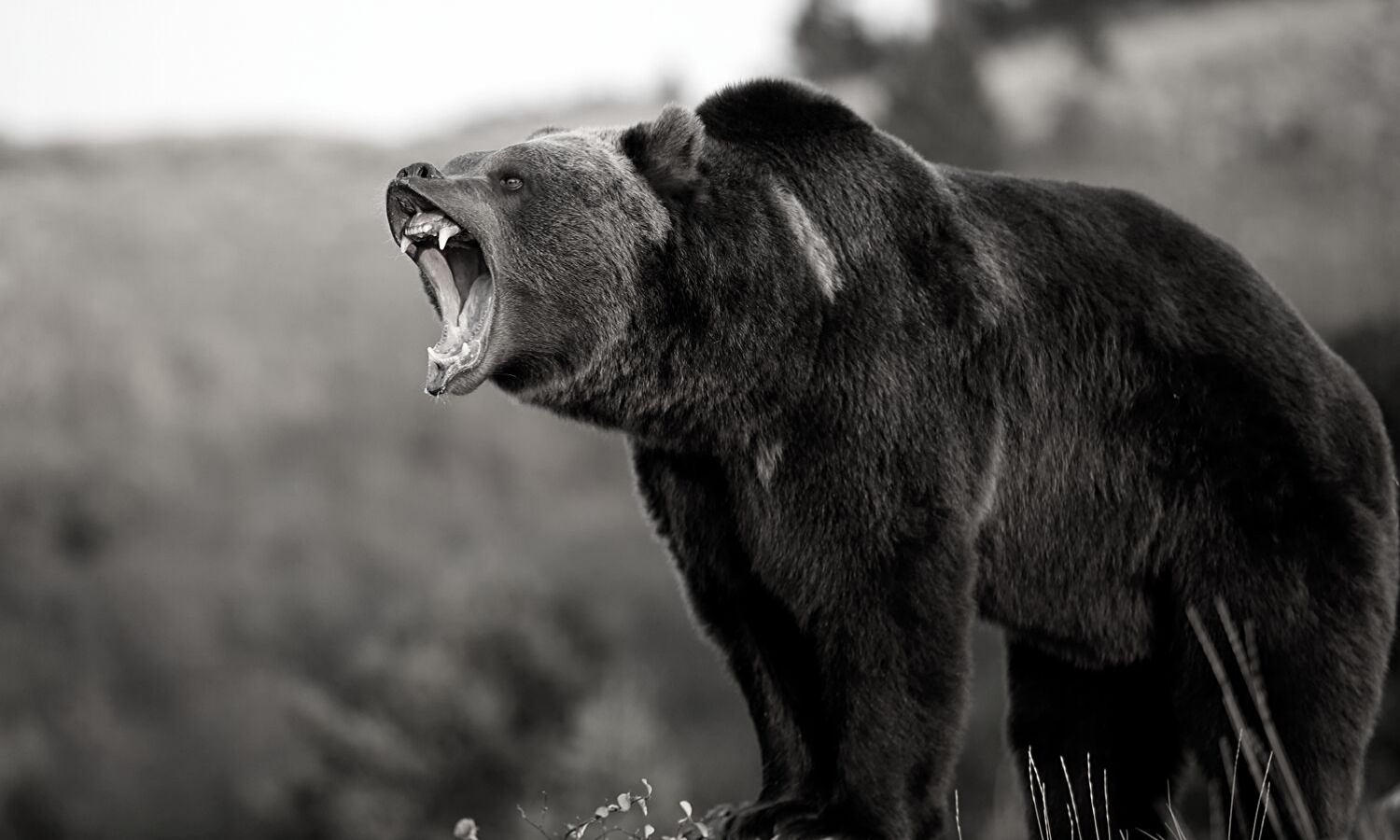 California Returns Fire: The International Privacy Fight for World Domination